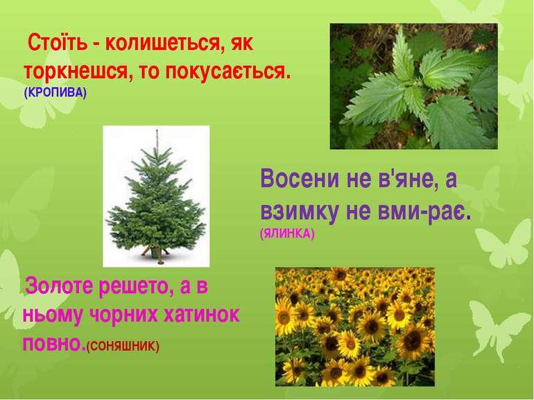  Стоїть - колишеться, як торкнешся, то покусається.(КРОПИВА) Восени не в'яне,...