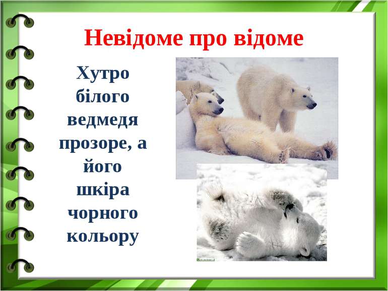 Невідоме про відоме Хутро білого ведмедя прозоре, а його шкіра чорного кольору