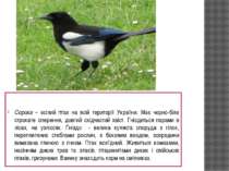 Сорока – осілий птах на всій території України. Має чорно-біле строкате опере...