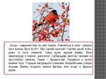 Снігур – зимуючий птах по всій Україні. З’являється в лісах і скверах пізно в...
