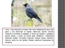 Галка – птах середнього розміру. Має чорне забарвлення, лише шия, щоки у неї ...