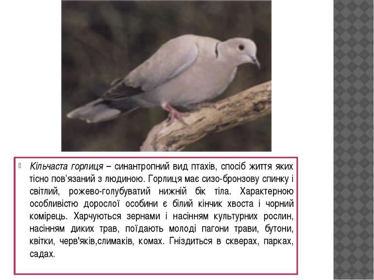 Кільчаста горлиця – синантропний вид птахів, спосіб життя яких тісно пов’язан...