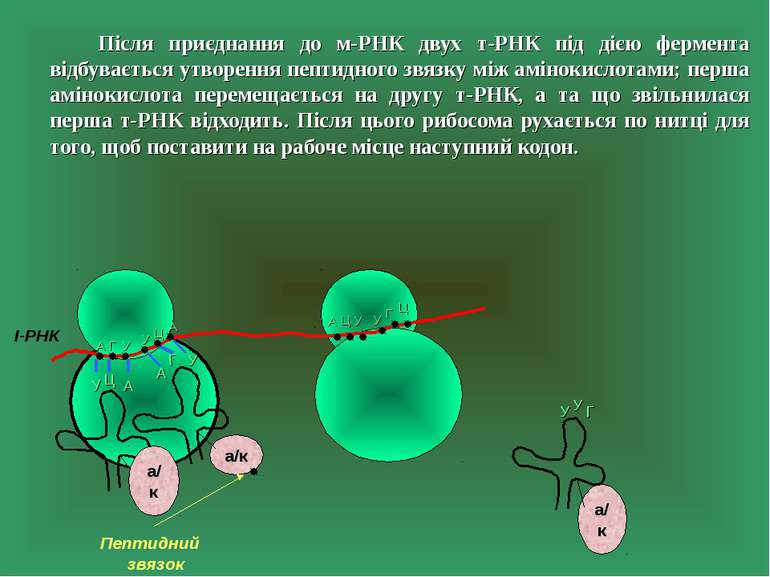 Після приєднання до м-РНК двух т-РНК під дією фермента відбувається утворення...