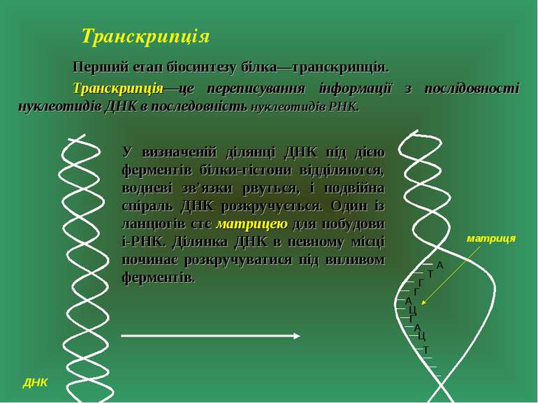 Транскрипція Перший етап біосинтезу білка—транскрипція. Транскрипція—це переп...