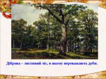 Діброва – листяний ліс, в якому переважають дуби.