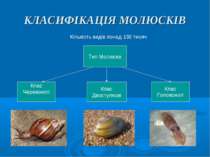 КЛАСИФІКАЦІЯ МОЛЮСКІВ Кількість видів понад 130 тисяч Тип Молюски Клас Черево...