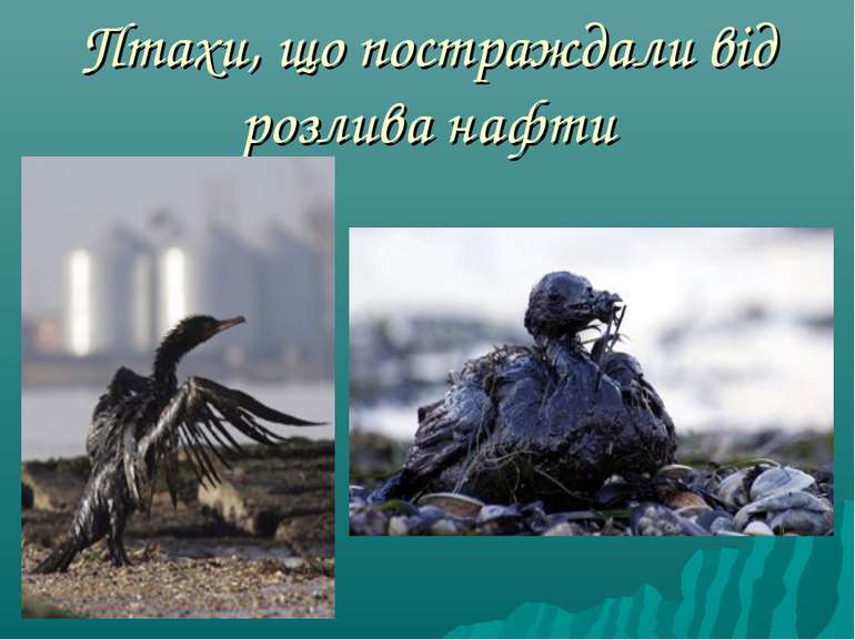 Птахи, що постраждали від розлива нафти