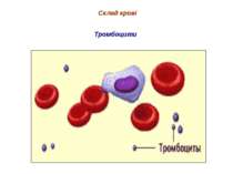 Склад крові Тромбоцити