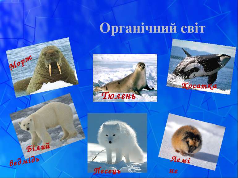 Органічний світ Морж Тюлень Білий ведмідь Песець Косатка Лемінг
