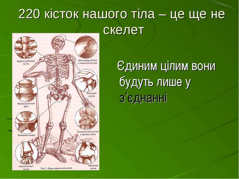 220 кісток нашого тіла – це ще не скелет Єдиним цілим вони будуть лише у з’єд...