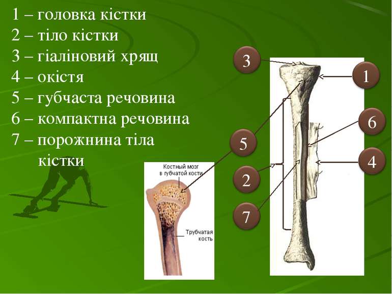 1 – головка кістки 2 – тіло кістки 3 – гіаліновий хрящ 4 – окістя 5 – губчаст...