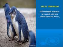 МАЛІ ПІНГВІНИ Найменший пінгвін - це малий пінгвін, сягає близько 40 см.,