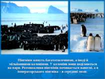 Пінгвіни живуть багатотисячними, а іноді й мільйонними колоніями. У колоніях ...