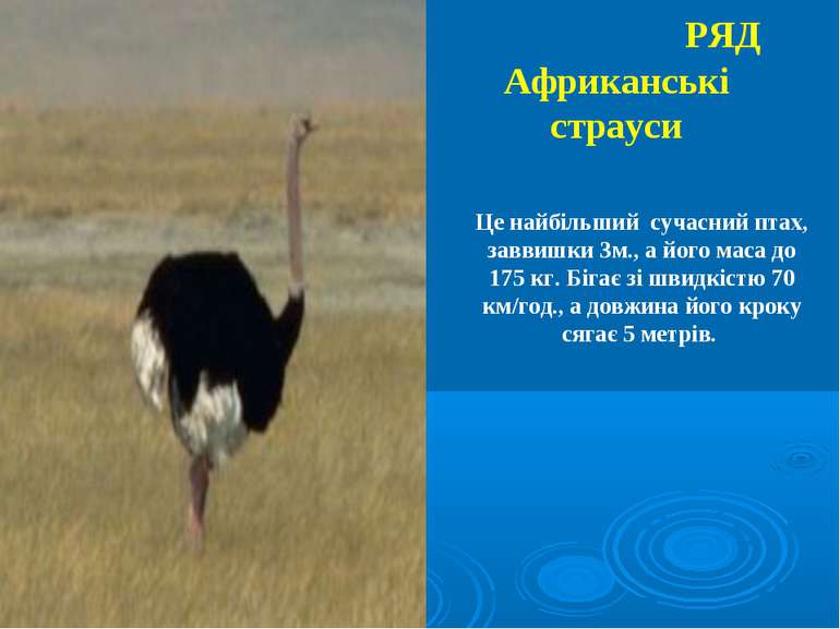 РЯД Африканські страуси Це найбільший сучасний птах, заввишки 3м., а його мас...