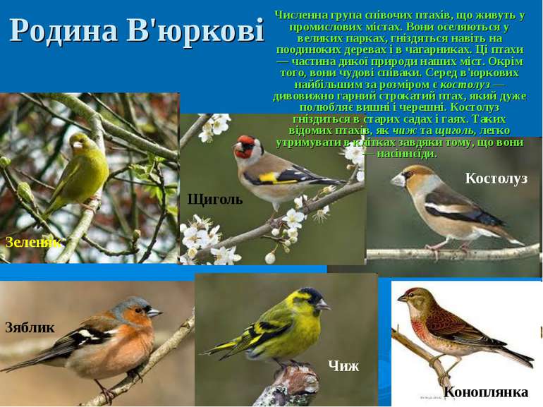 Родина В'юркові Численна група співочих птахів, що живуть у промислових міста...