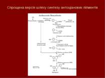 Спрощена версія шляху синтезу антоціанових пігментів