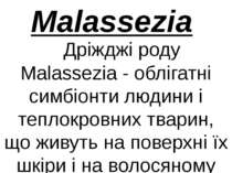 Дріжджі роду Malassezia - облігатні симбіонти людини і теплокровних тварин, щ...