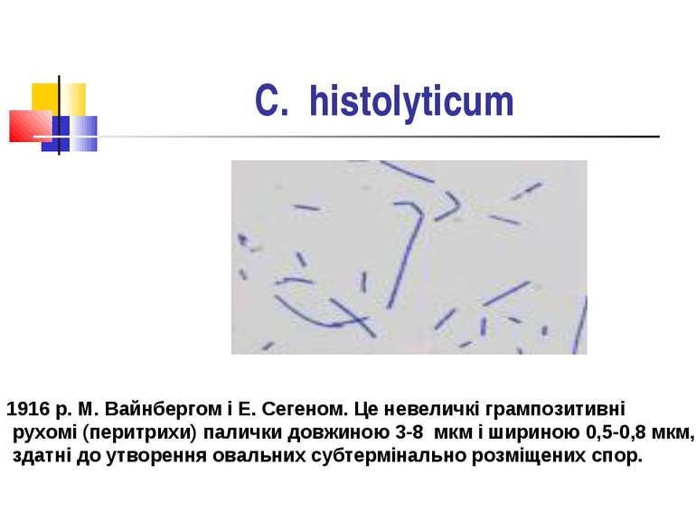 C. histolyticum Мікроорганізми були вперше виділені у 1916 р. М. Вайнбергом і...