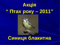 Акція “ Птах року – 2011” Синиця блакитна