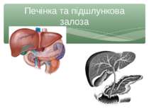 Печінка та підшлункова залоза