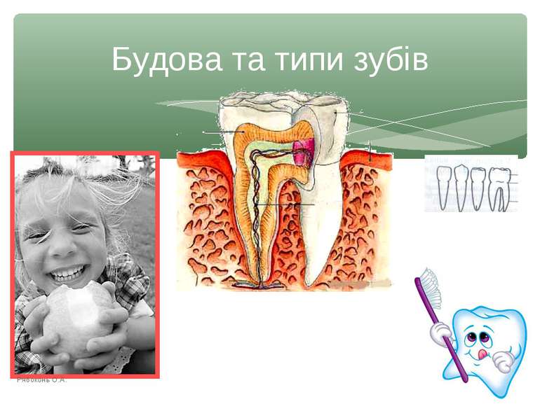 Будова та типи зубів Рябоконь О.А. Рябоконь О.А.