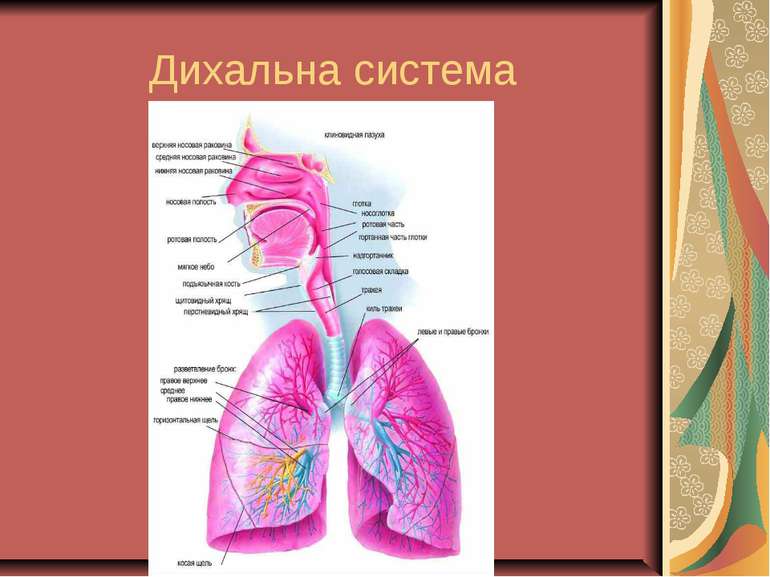 Дихальна система