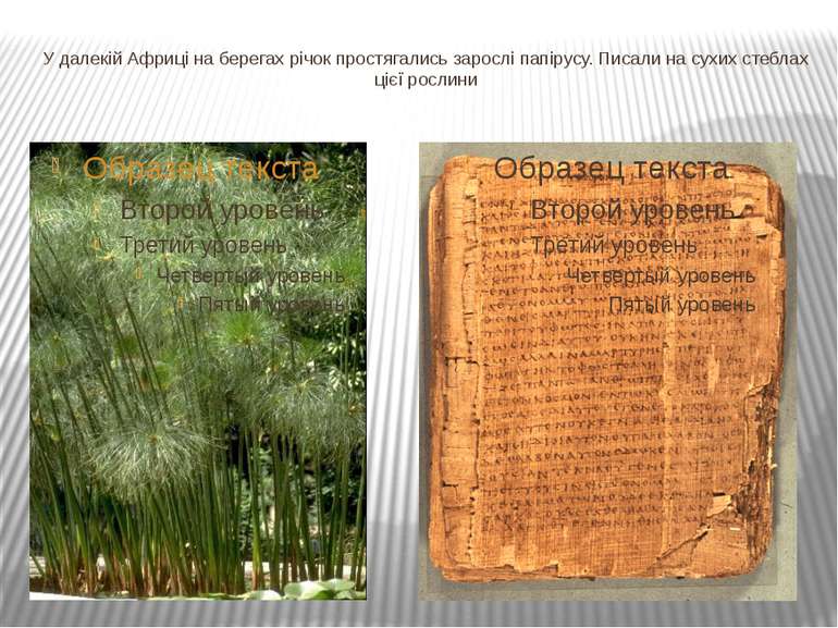 У далекій Африці на берегах річок простягались зарослі папірусу. Писали на су...