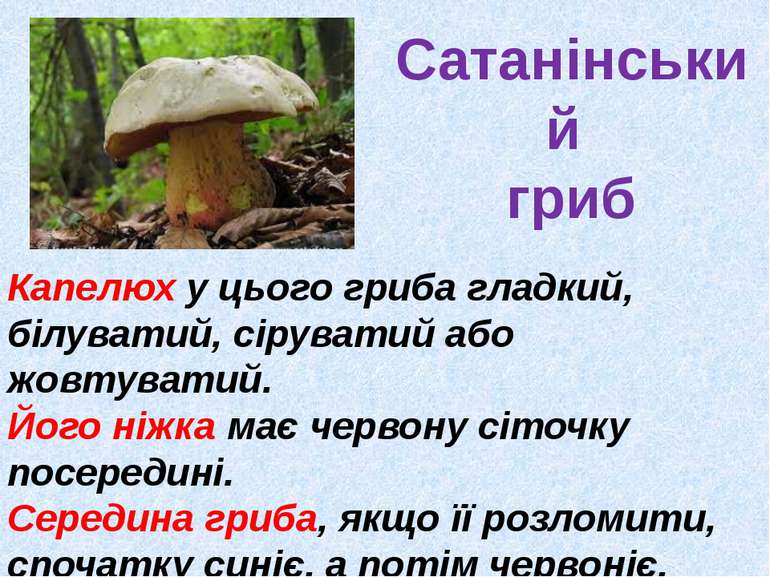 Сатанінський гриб Капелюх у цього гриба гладкий, білуватий, сіруватий або жов...
