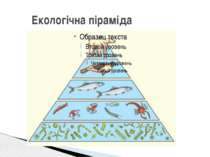 Екологічна піраміда