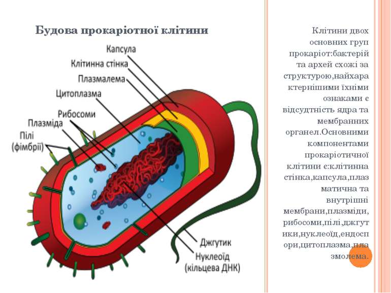 Будова прокаріотної клітини Клітини двох основних груп прокаріот:бактерій та ...