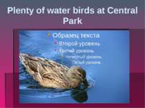 Plenty of water birds at Central Park