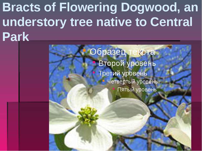 Bracts of Flowering Dogwood, an understory tree native to Central Park