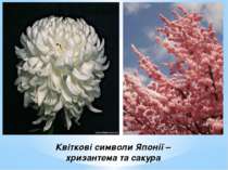 Квіткові символи Японії – хризантема та сакура