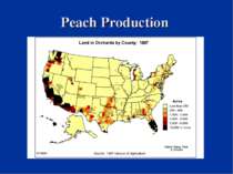 Peach Production