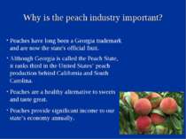 Why is the peach industry important? Peaches have long been a Georgia tradema...