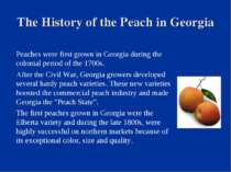 The History of the Peach in Georgia Peaches were first grown in Georgia durin...