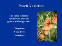 Peach Varieties The three common varieties of peaches grown in Georgia are: C...