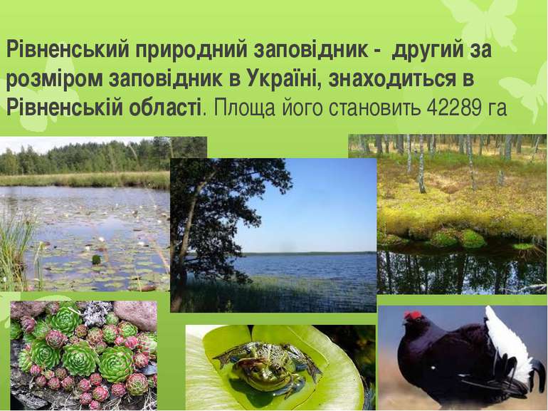 Рівненський природний заповідник - другий за розміром заповідник в Україні, з...