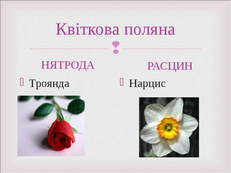 Квіткова поляна НЯТРОДА Троянда РАСЦИН Нарцис