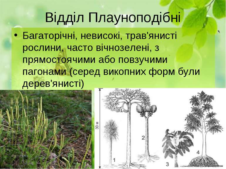 Відділ Плауноподібні Багаторічні, невисокі, трав'янисті рослини, часто вічноз...