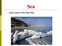 Sea Salty corals of the Dead Sea