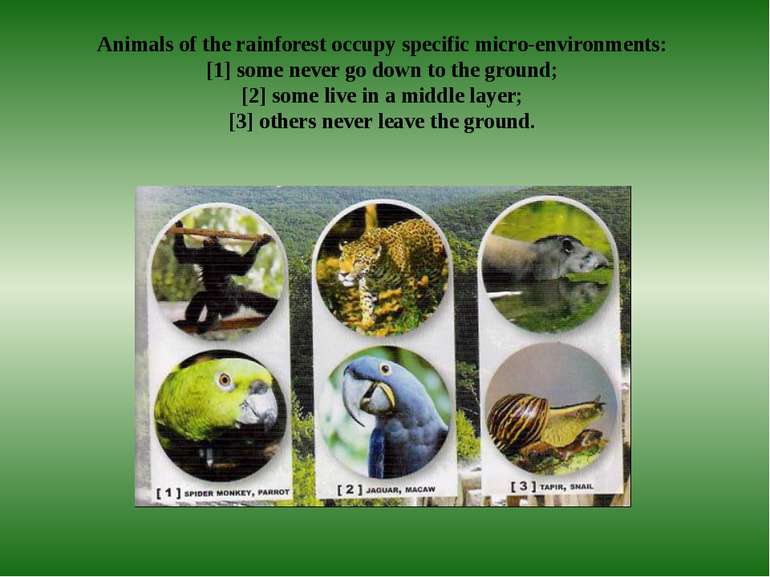 Animals of the rainforest occupy specific micro-environments: [1] some never ...