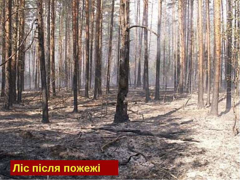 Ліс після пожежі
