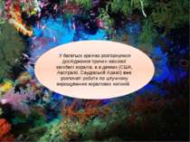 У багатьох країнах розгорнулися дослідження причин масової загибелі коралів, ...