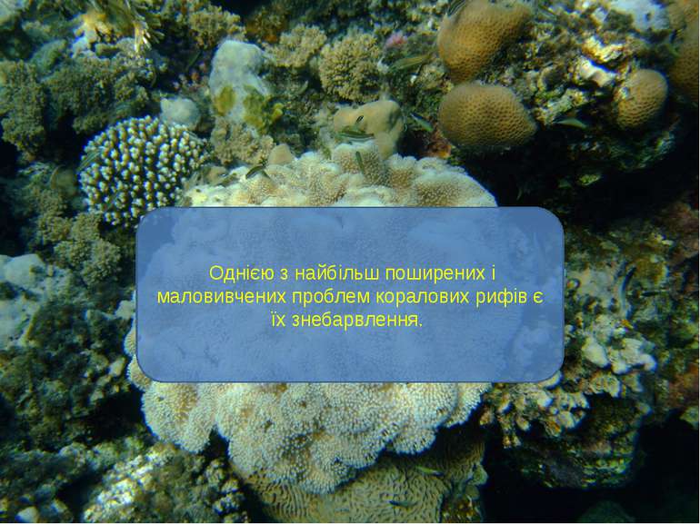 Однією з найбільш поширених і маловивчених проблем коралових рифів є їх знеба...