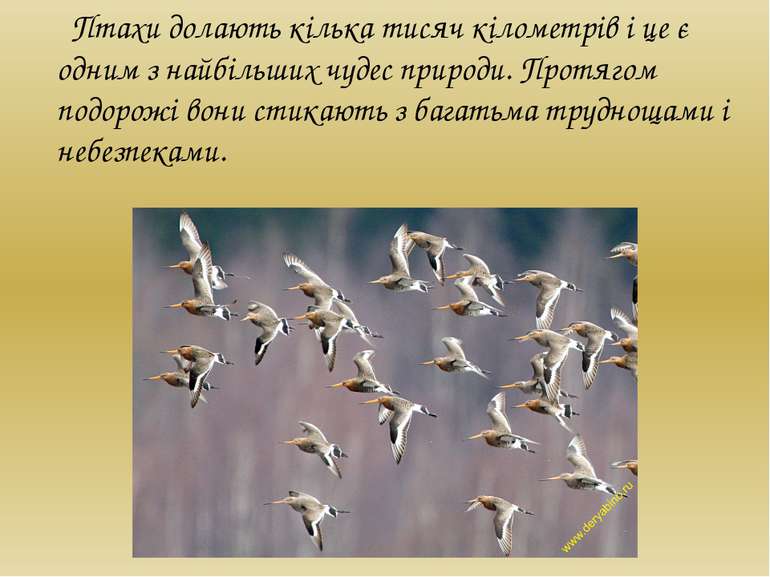 Птахи долають кілька тисяч кілометрів і це є одним з найбільших чудес природи...