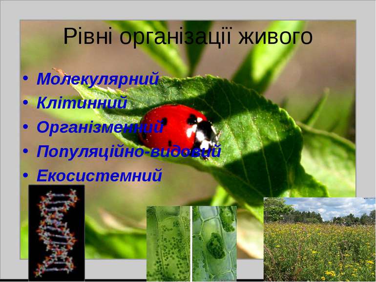 Рівні організації живого Молекулярний Клітинний Організменний Популяційно-вид...