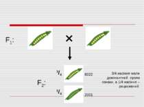 F1: F2: 3/4 1/4 3/4 насіння мали домінантний прояв ознаки, а 1/4 насіння – ре...