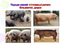 Породи свиней: в’єтнамські,велика біла,мангал, дюрок