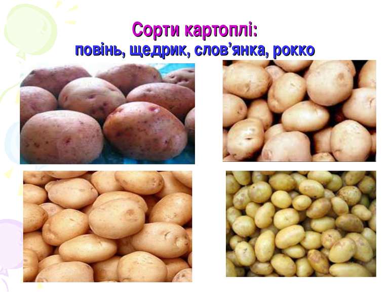 Сорти картоплі: повінь, щедрик, слов’янка, рокко